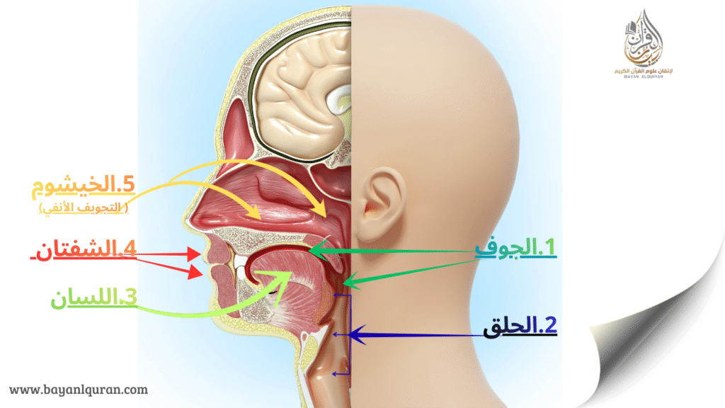 المخارج العامة: الجوف, الحلق, اللسان, الشفتان و الخيشوم